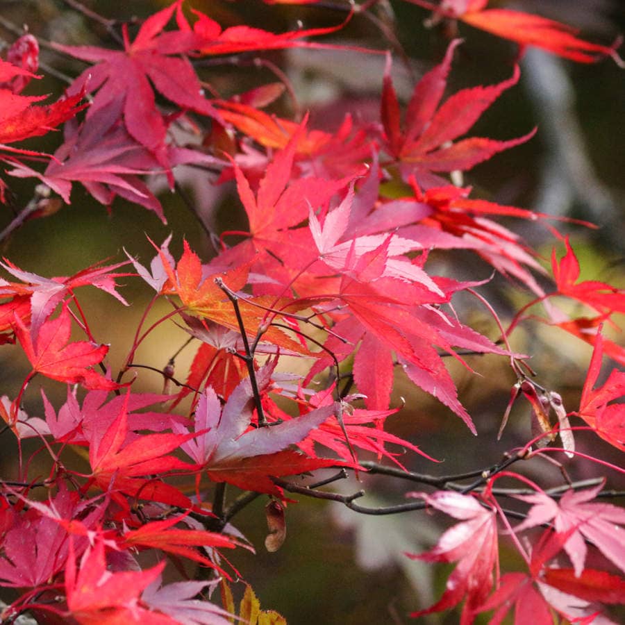 Acer japonés
