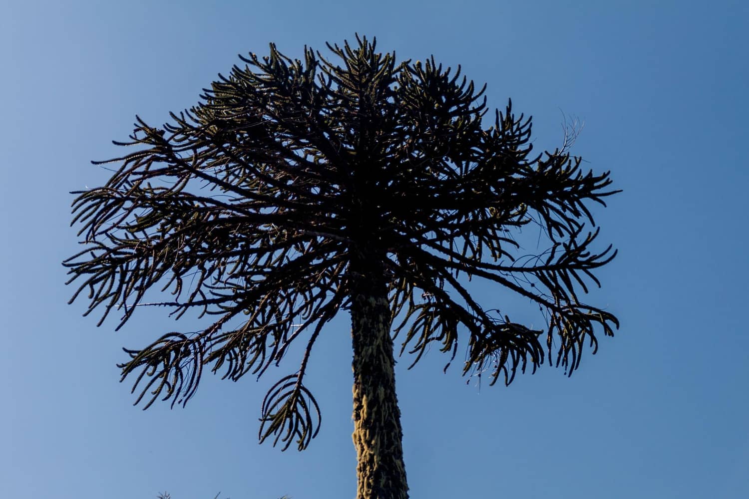 Araucaria / Pehuén