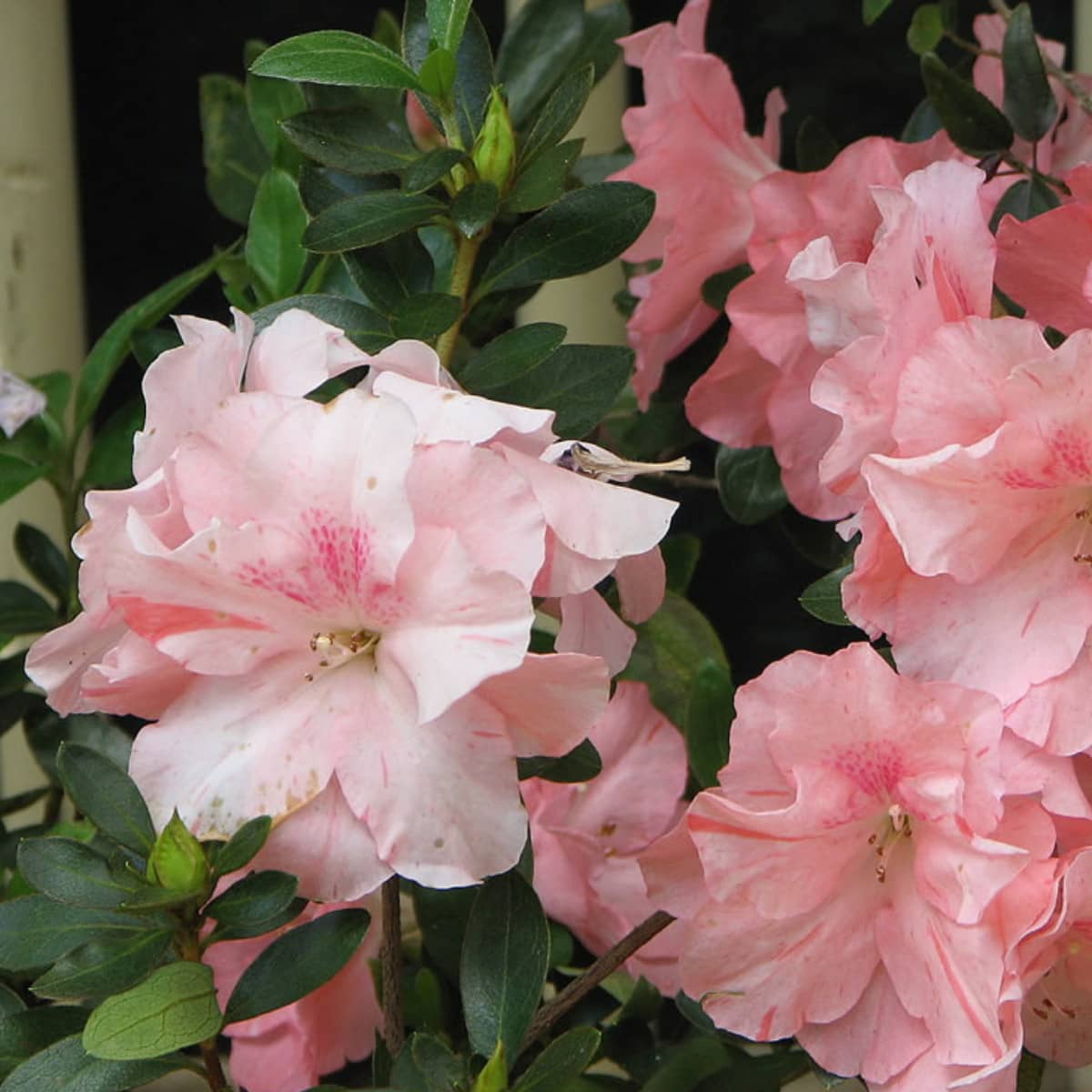 Azalea