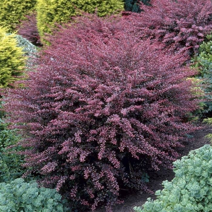 Berberis