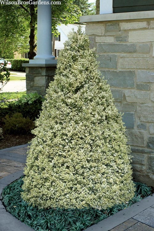 Boj variegata