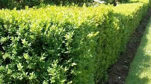 Boj verde