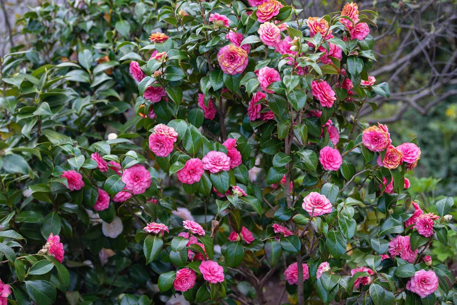 Camelia