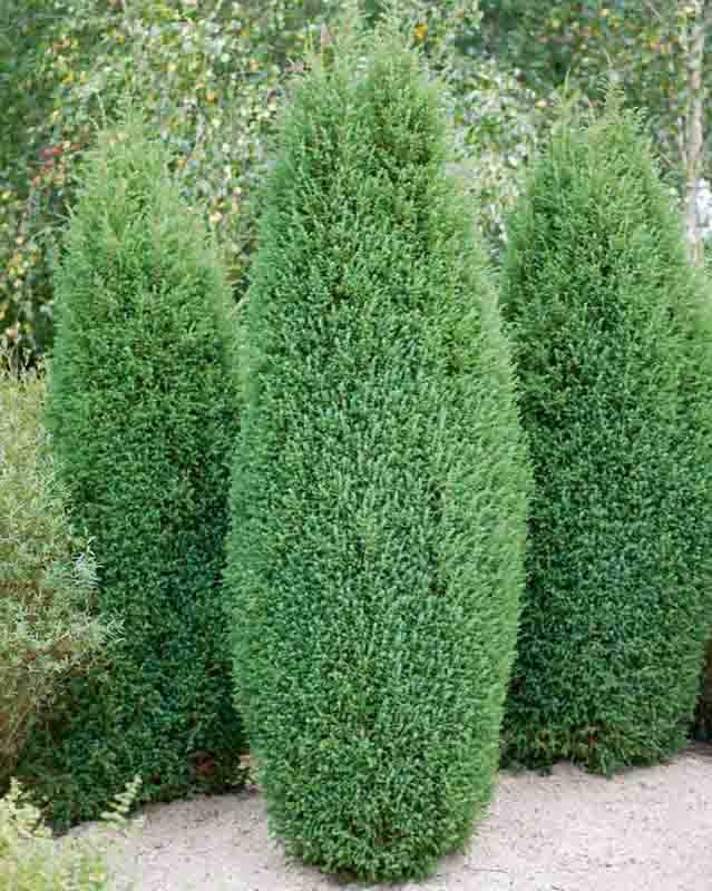 Ellwoodii