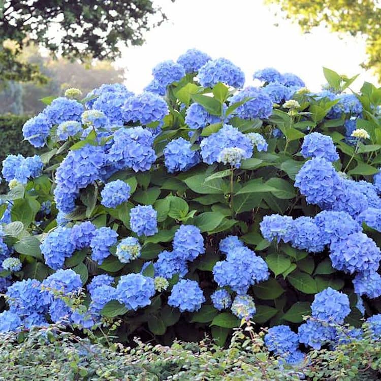 Hortensia azul
