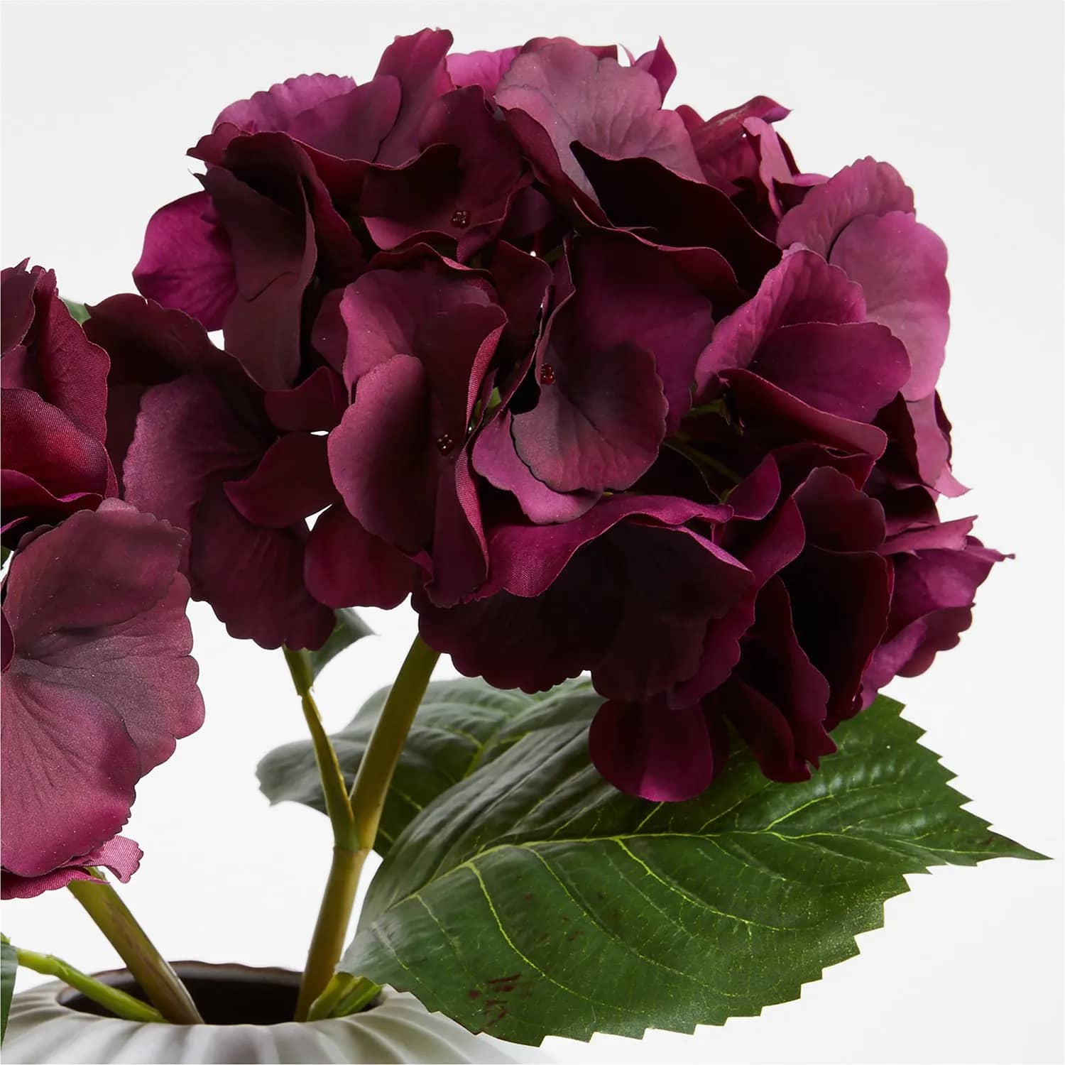 Hortensia Burdeos