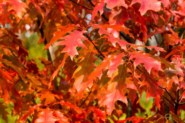 Roble americano