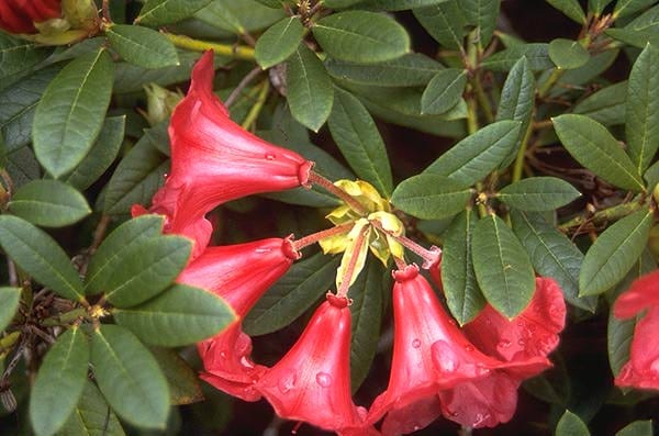 Rododendro Elizabeth