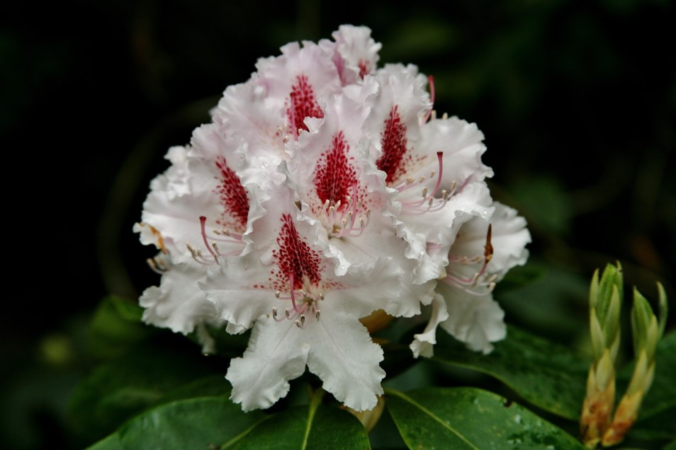 Rododendro Flor Haba